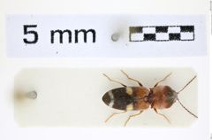 Foto (Dorsalansicht) von Dicronychus notatus (Fabricius, 1781) (NHMW-ZOO-COL-0008280)